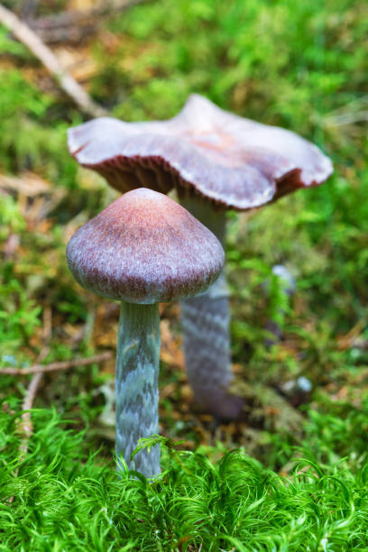 cortinarius paleiferus 버섯 숲에서 성장 - 끈적버섯과 이미지 뉴스 사진 이미지