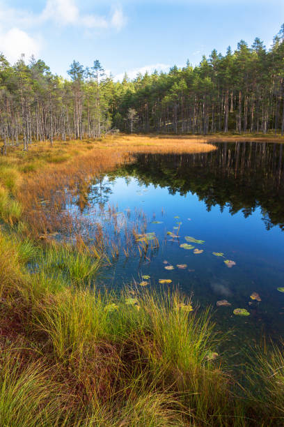 ビーチで秋の色草の森湖 - boreal forest lake riverbank waters edge ストックフォトと画像