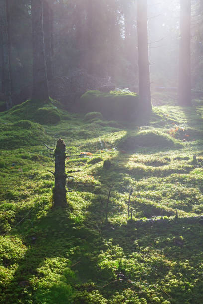 istock Morning light with fog in the forest 1038238370