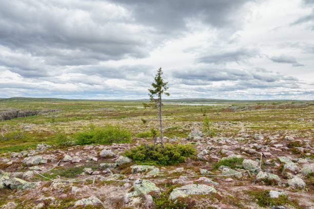 istock View at Old Tjikko an old spruce tree on a mountain plateau 1038238702