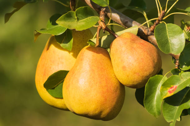 istock Ripe pears on a tree; summer time, natural light. 1038252558