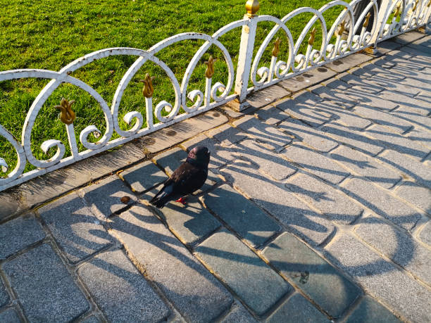 czarne gołębie chodzi na chodnikach granitowych. białe kołyszące się ogrodzenie na chodniku daje cień na podłodze. - pedestrian walkway avenue black block zdjęcia i obrazy z banku zdjęć