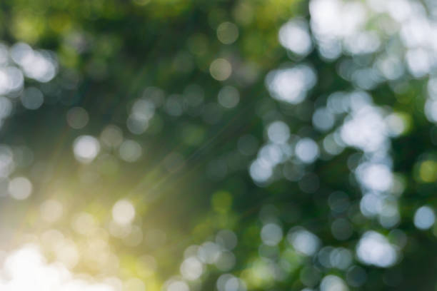 istock Defocused Green leaves in forest with sun beam ,abstract bokeh background. 1038253078