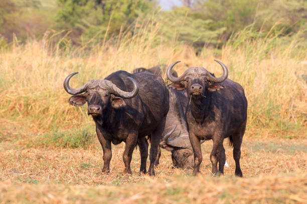 istock Herd of Bufalos 1038253544