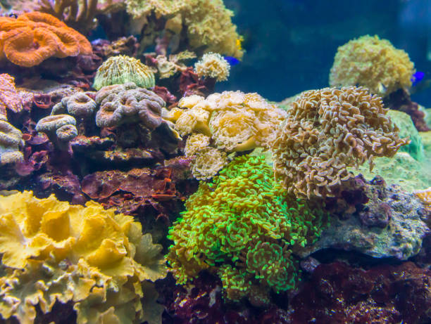 istock Anemones. Blue Corals in a marine aquarium. 1038256508