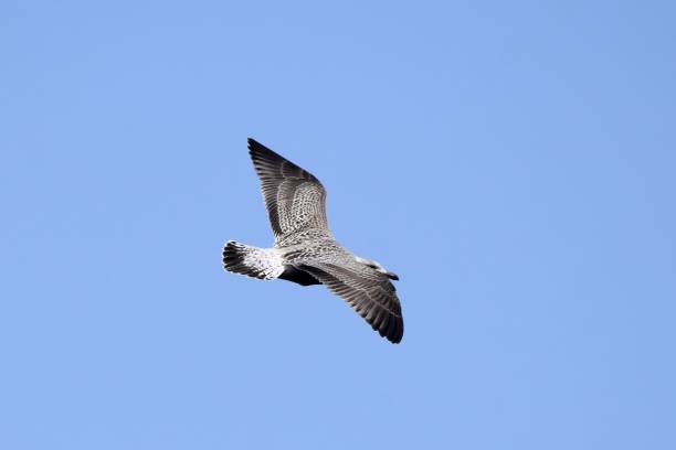istock young Seagull with spread wings flying in the blue sky 1038260628
