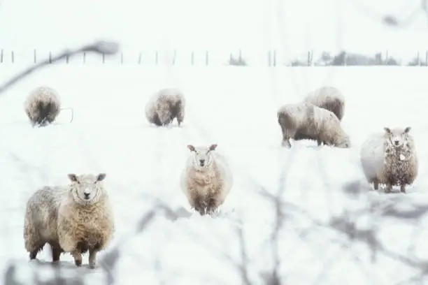 Photo of Sheep in Snow