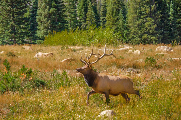 istock Bull elk walking in a meadow in the fall. 1038275460
