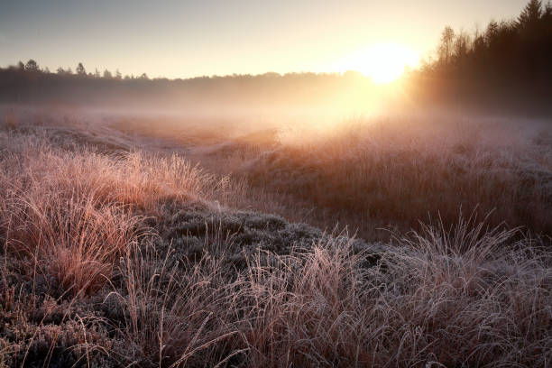 istock winter sunrise over frosty meadow in forest 1038281024