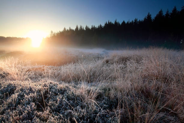 sunrise light over forest frosed meadow in winter stock photo