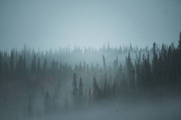 The forest is full of mist in Alaska.