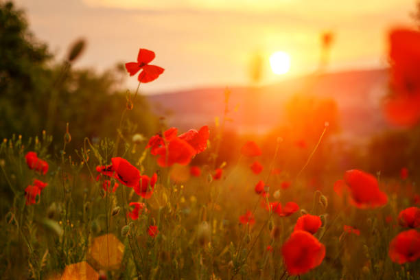 istock red poppies in the field in the sunset. 1038286416