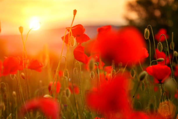 istock red poppies in the field in the sunset. 1038286446