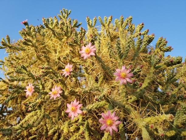 istock CYLINDROPUNTIA SCORPIONIS SERENITY 29 PALMS 1038287506