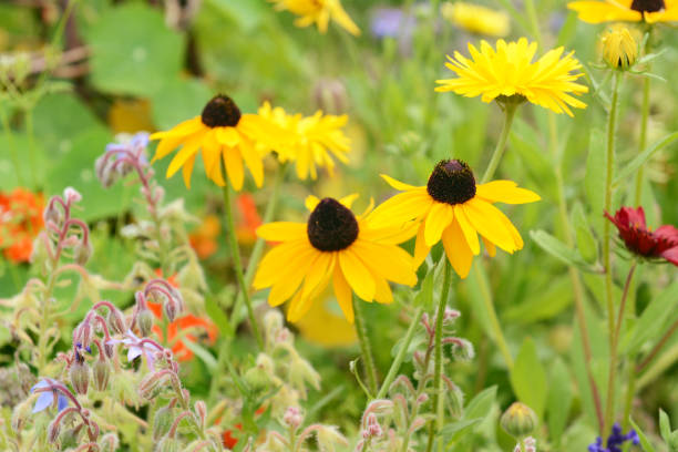 istock Three rudbeckia flowers with bright yellow petals 1038291012