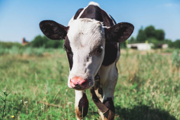 istock Head of white cow with black ears 1038291974