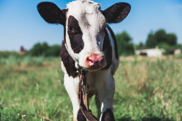 istock Head of white cow with black ears 1038292792