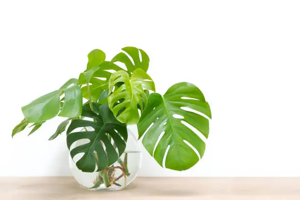 clean image of propagation of Philodendron Monstera, Swiss Cheese Plant leaves, cuttings in water rooting in glass vase, copy space