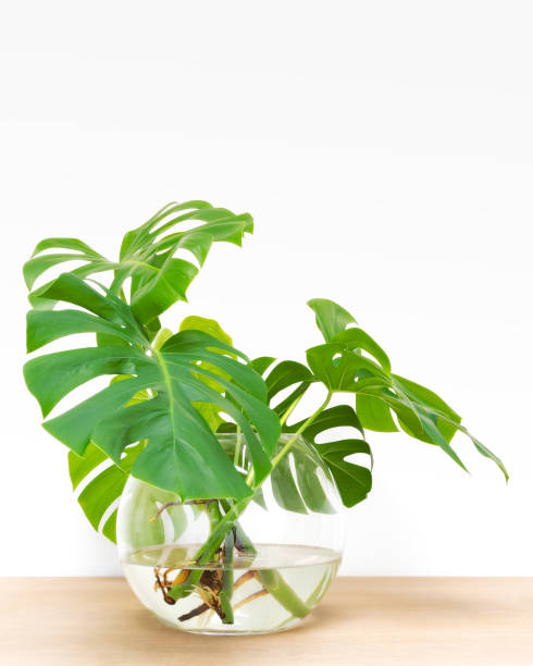 istock propagating, Philodendron Deliciosa in water 1038309762