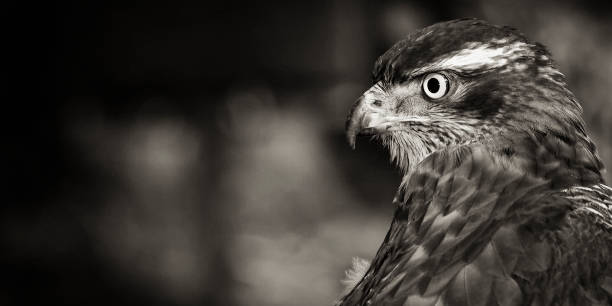 istock Habicht * Hawk * * Accipiter gentilis * 1038310360