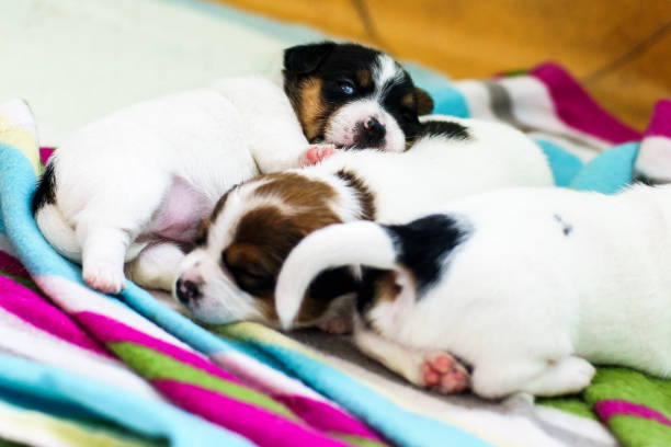 istock Purebred Jack Russell terrier puppies 1038322970