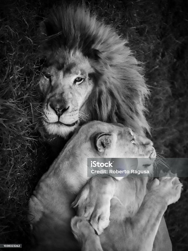 A Lion Hugs His Lioness Stock Photo - Download Image Now - Lion - Feline,  Lioness - Feline, Embracing - iStock