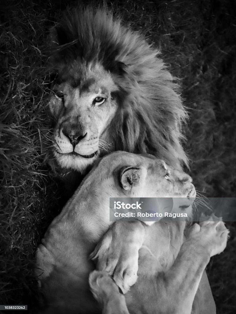 A Lion Hugs His Lioness Stock Photo - Download Image Now - Lion - Feline, Lioness - Feline, Embracing - iStock A Lion Hugs His Lioness Stock Photo - Download Image Now - Lion - Feline, Lioness - Feline, Embracing - iStock