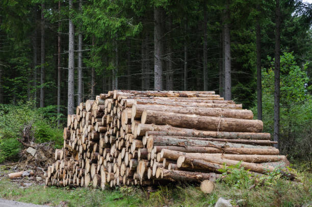 istock Logs in a woodpile 1038327014