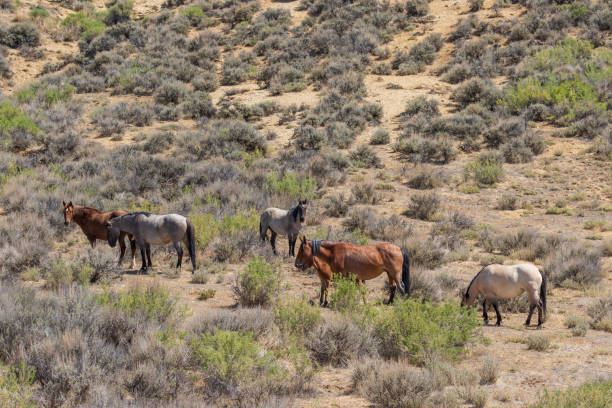 istock Wild Horses in the High Desert 1038331926