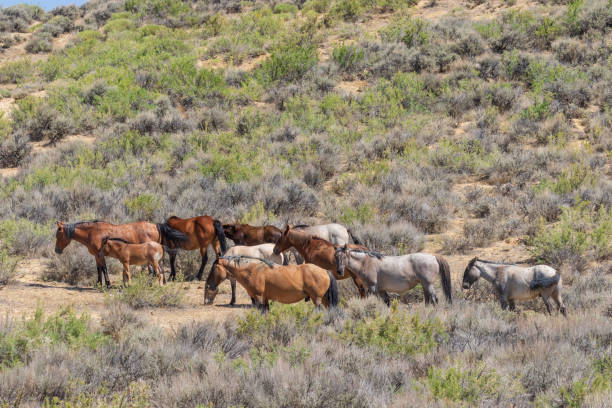 istock Wild Horses in the High Desert 1038335216