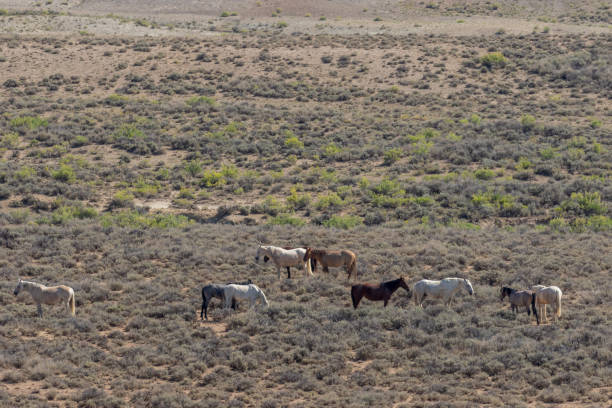 Wild Horses in the High Desert