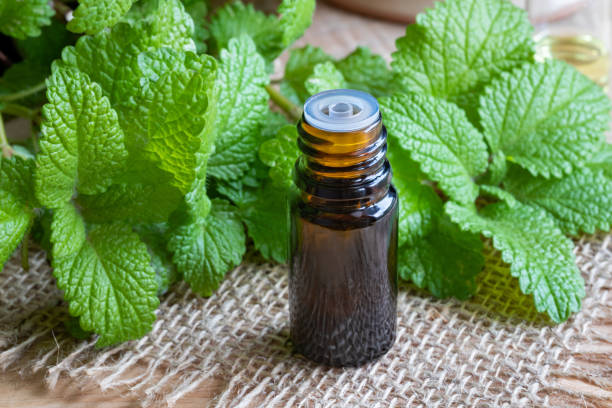 istock A bottle of melissa essential oil with fresh melissa 1038335916