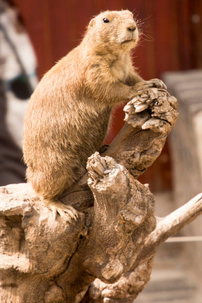 istock Watching prairie dog on a dry tree 1038336754
