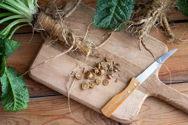 Cut-up wild teasel root on a table