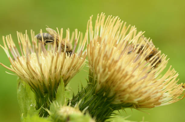 istock German wasp collects pollen from plants. 1038340610