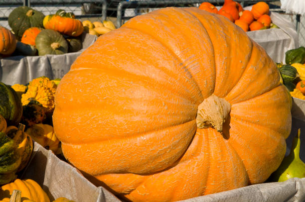 Pumpkin, pumpkins