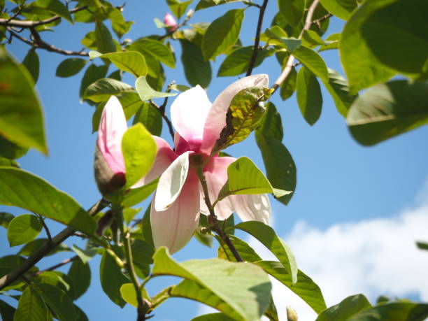 Close-up of a pink magnolia flower with green leaves against the blue sky stock photo