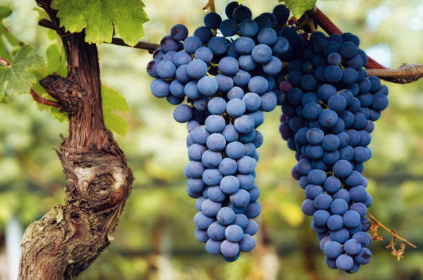 bunch of nebbiolo grape in the vineyards of Barolo (Italy) bunch of nebbiolo grape in the vineyards of Barolo (Langhe wine district, Italy), in september before harvest alba italy photos stock pictures, royalty-free photos & images