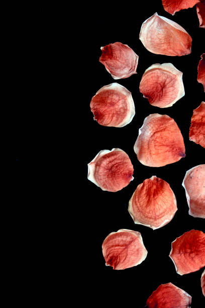 istock Beautiful Dried Rose and Petals on Black Background 1038346788