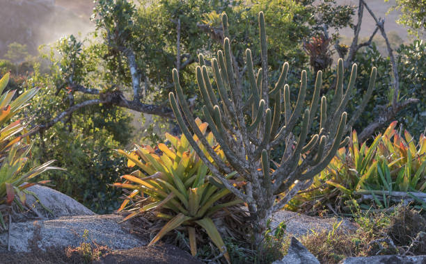 istock Brazilian semi-arid vegetation 1038349250