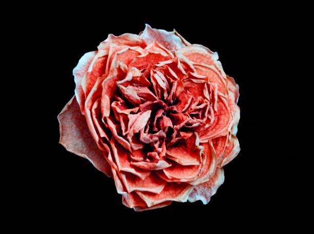 istock Beautiful Dried Rose and Petals on Black Background 1038349342