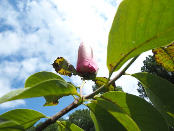 Close-up of a pink magnolia flower with green leaves against the blue sky stock photo