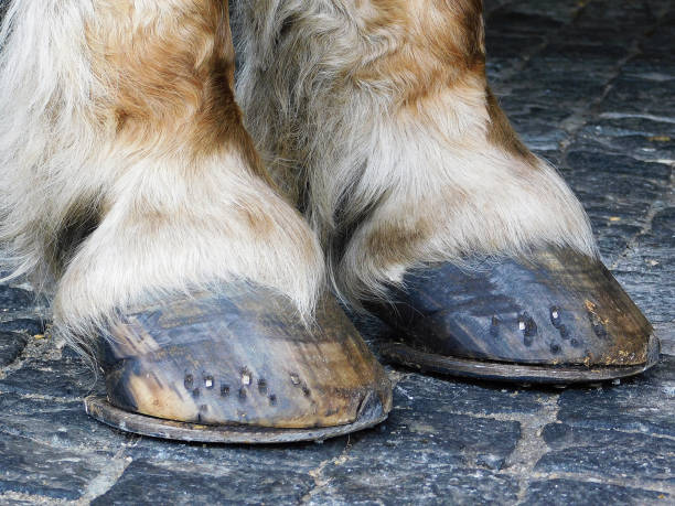istock Horse's foot close up 1038354902