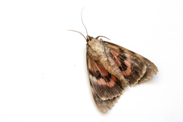 istock Close Up of a Dead Brown and Red Moth on White Background 1038355660