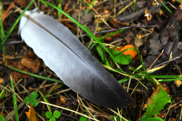 istock Pigeon feather on the grass 1038355974