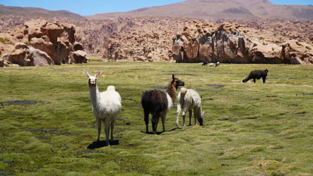 istock Group Of Guanacos Lama 1038356742