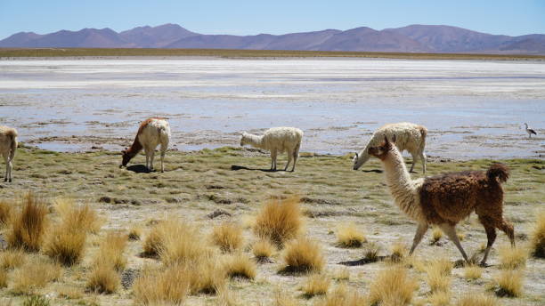 istock Lama Flock in Boliva 1038357078