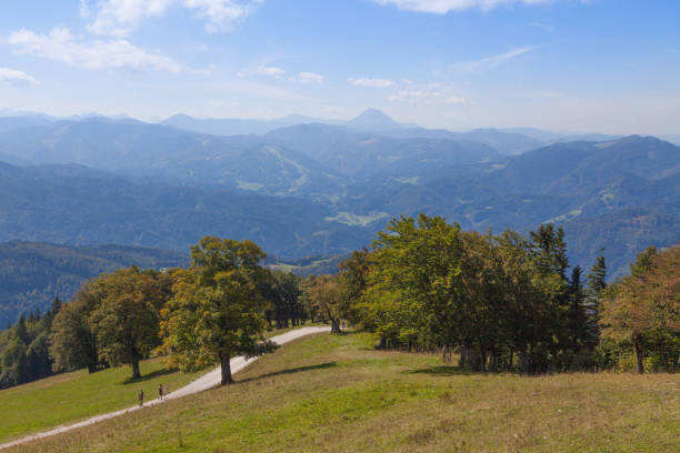 flower meadows in black forest valleysrelated images: