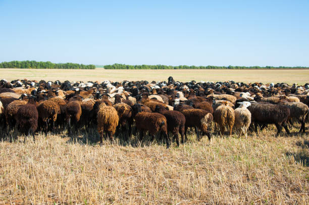 istock Flock of sheep on the meadow 1038359924