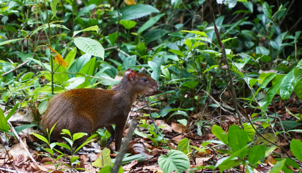 62 Agouti Sit On Forest Ground Stock Photos, Pictures & Royalty-Free Images  - iStock